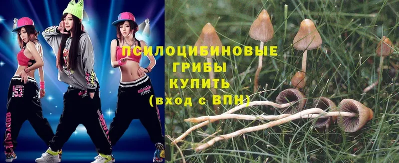 Галлюциногенные грибы Psilocybe  Грозный 